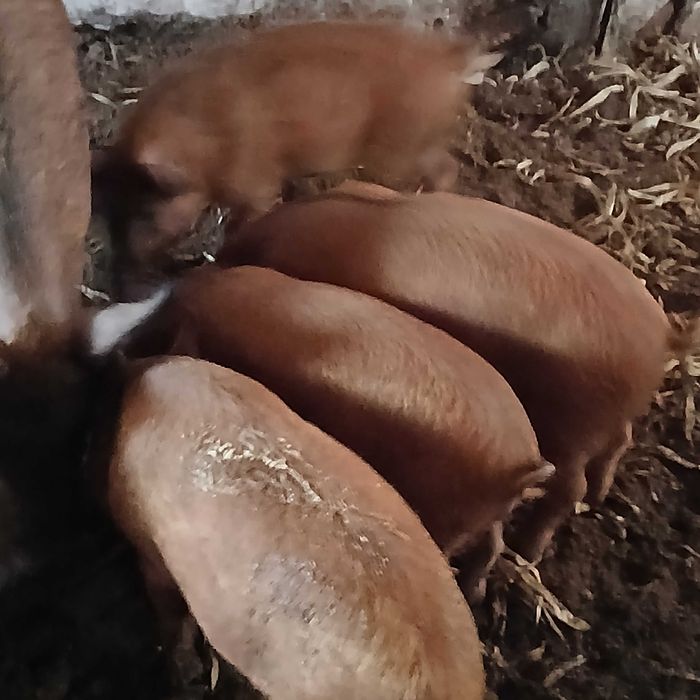 Продавам прасета дюрок