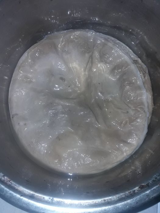 Продам    не дорого     чайный    гриб