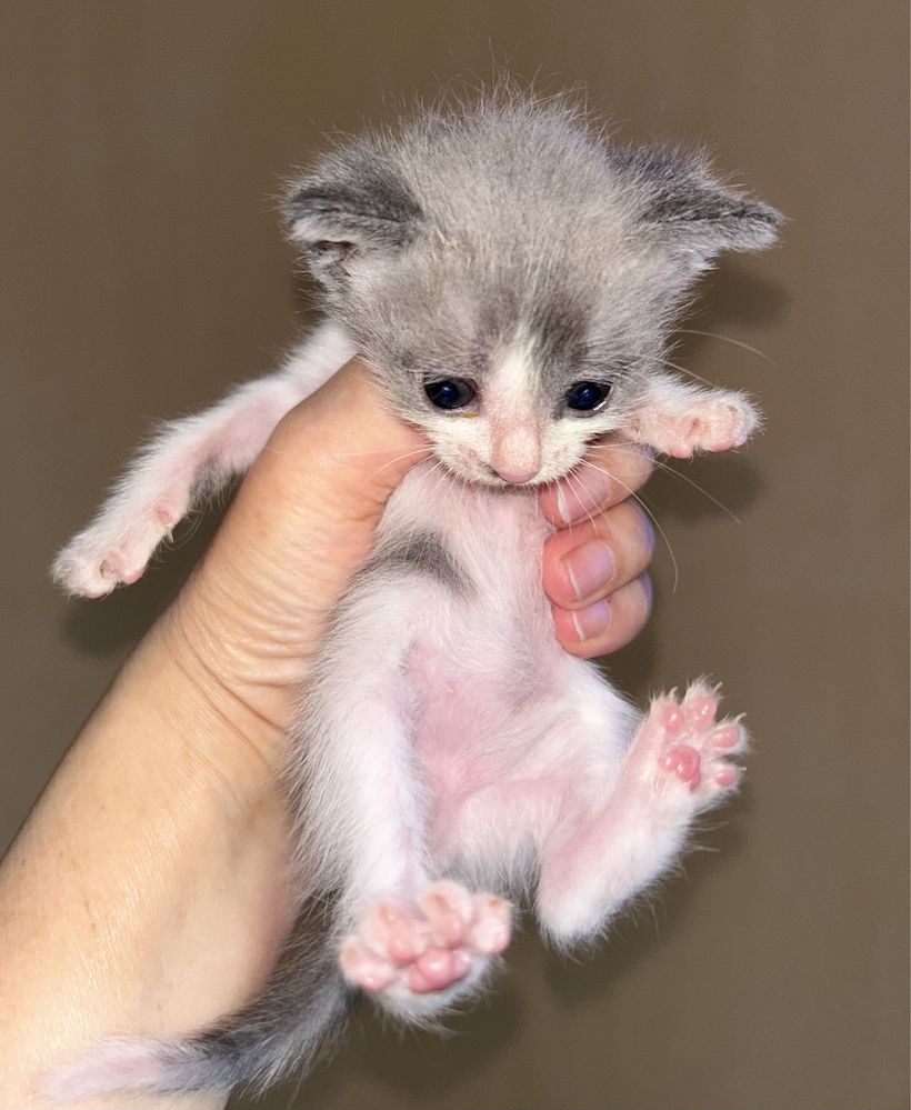 Бесплатно котята