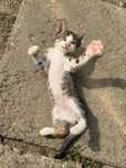 Pisici spre adoptie