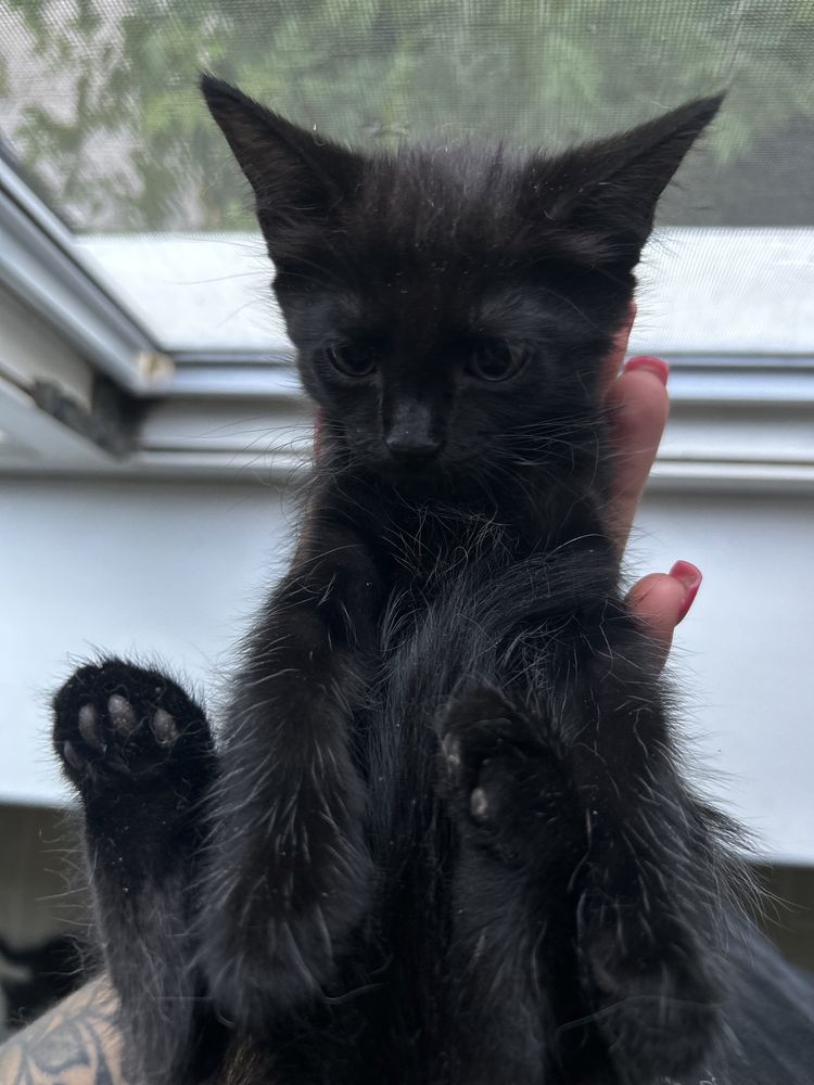 Котики ищут домик