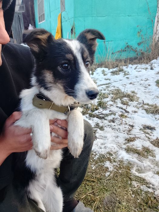 Щеночки ищут дом