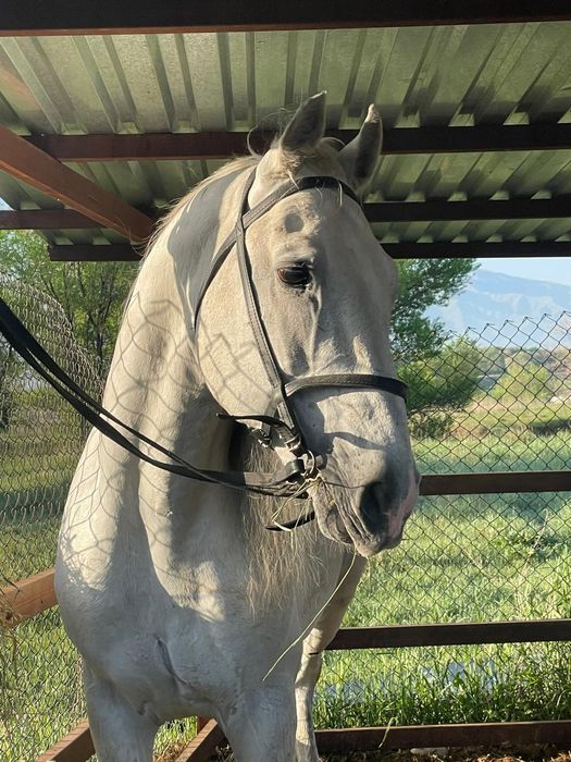 Орловский рысак продаётся