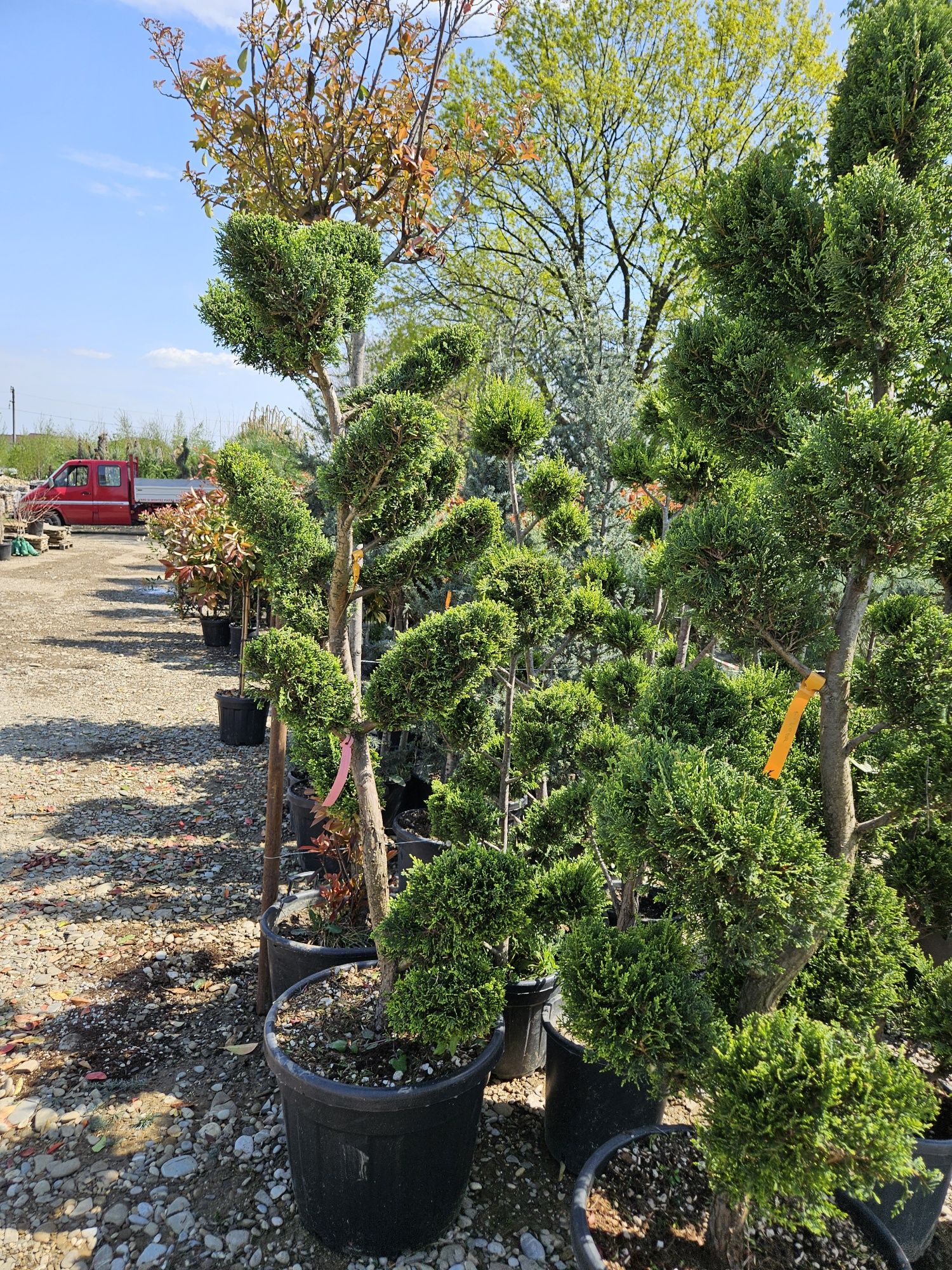 Plante ornamentale ilex potinia