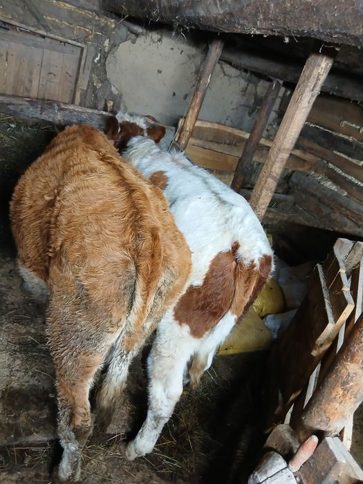 De vînzare taur și vitică