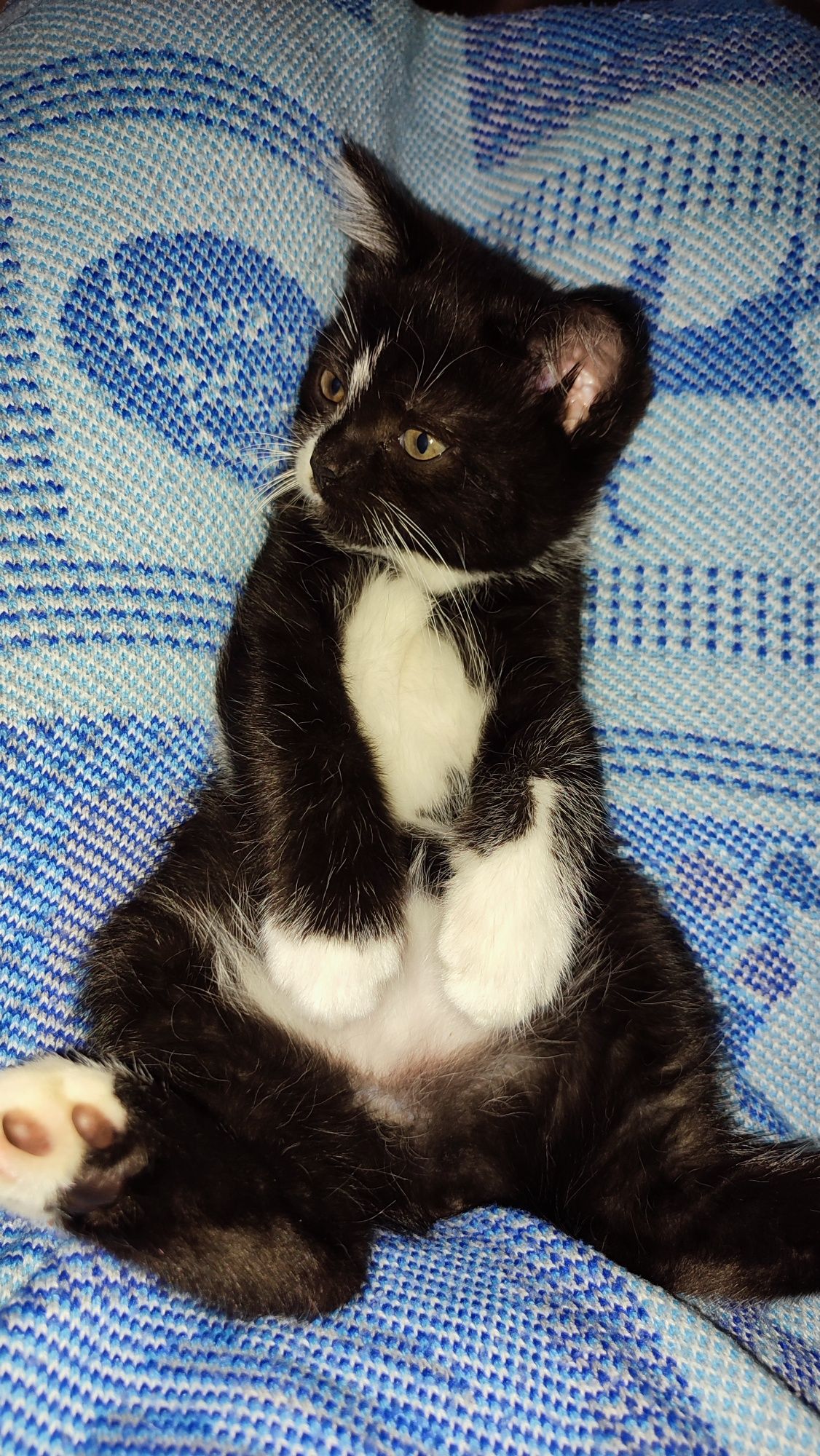 Котята от мамы британки мышеловки
