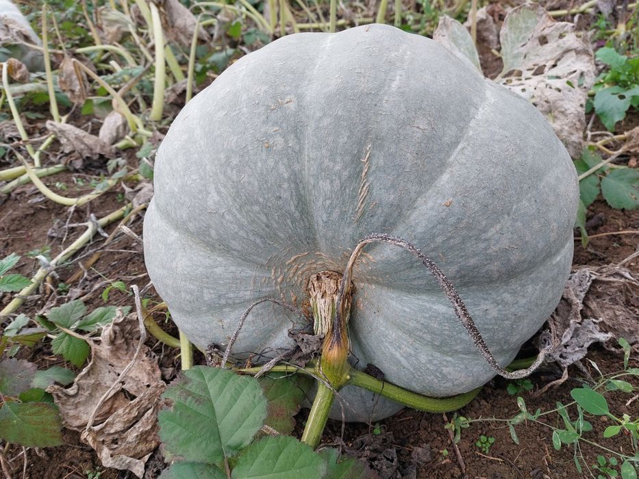 Vând dovleac de copt