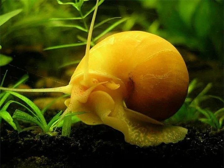 Продам улиток ампулярии