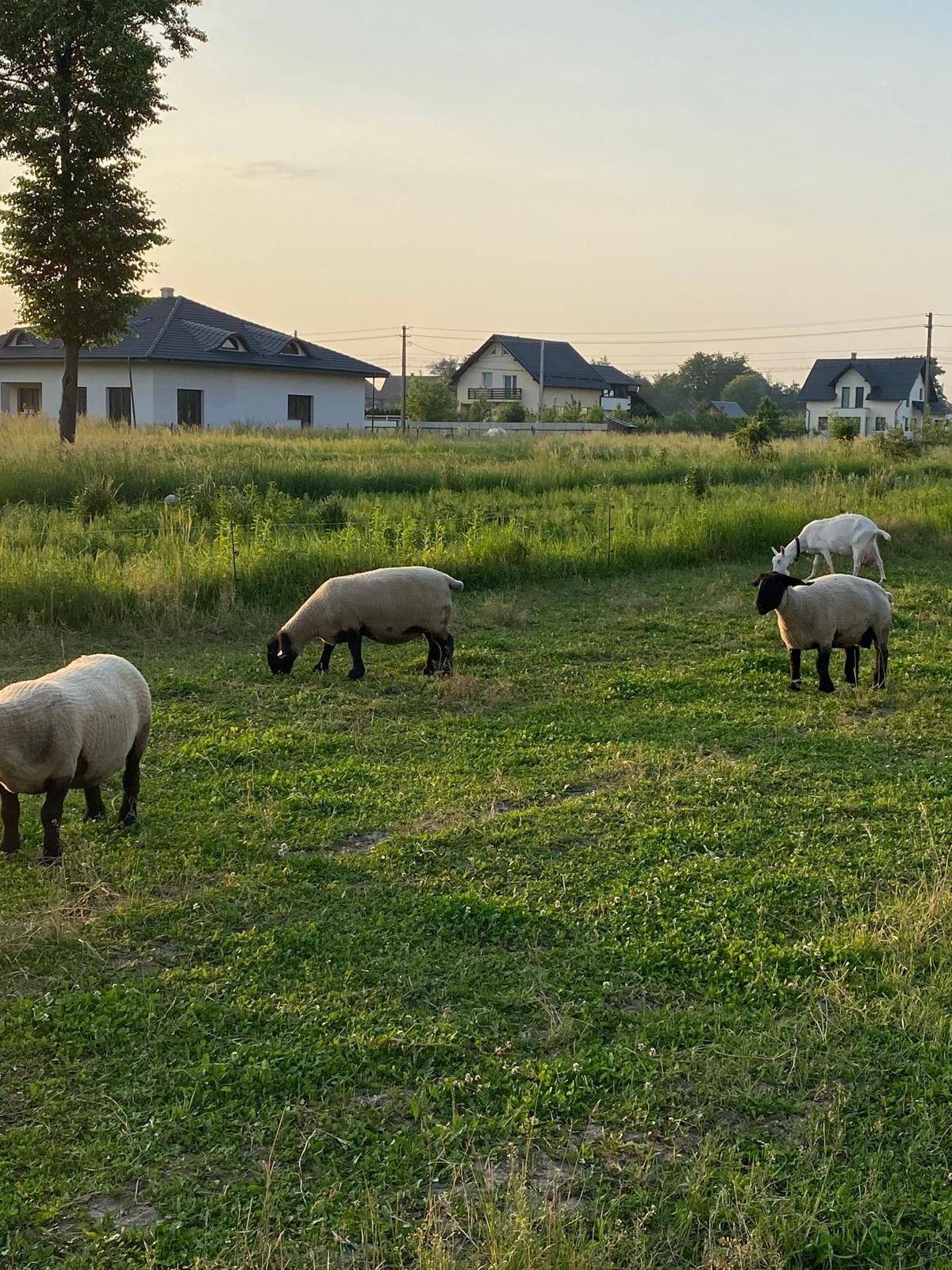 Oi suffolk de vanzare