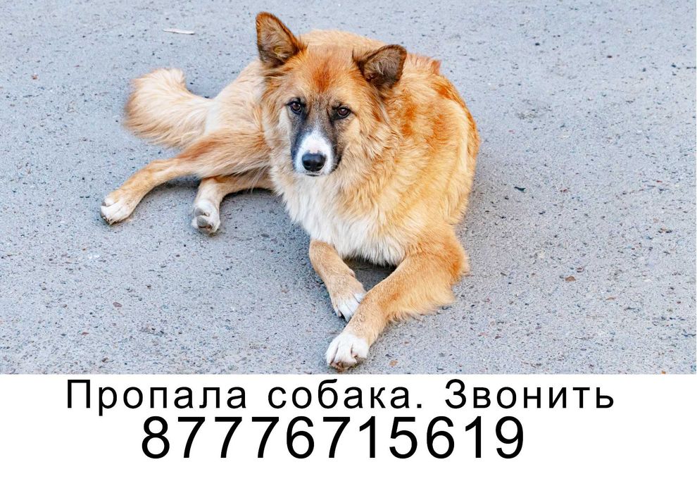 Пропала собака Аксай, Западно-Казахстанской области