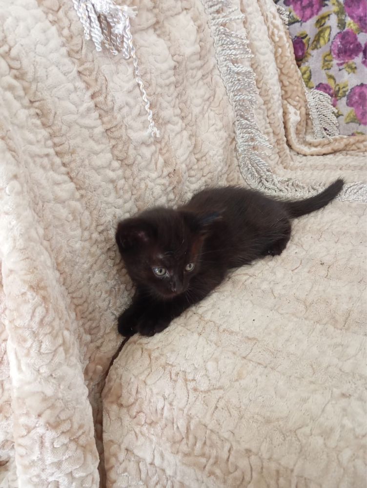 Котенок в добрые руки