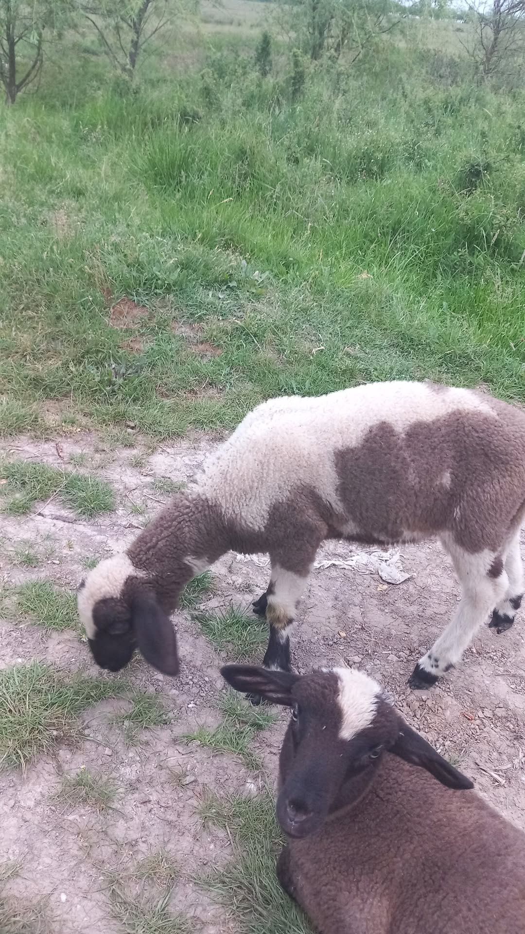 Vând sau dau la schimb pe miere țigăi