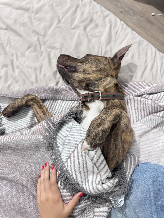 Амстафф ищет добрые руки или передержку