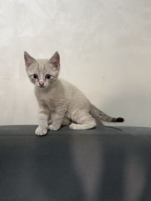 Отдам котенка в добрые руки!