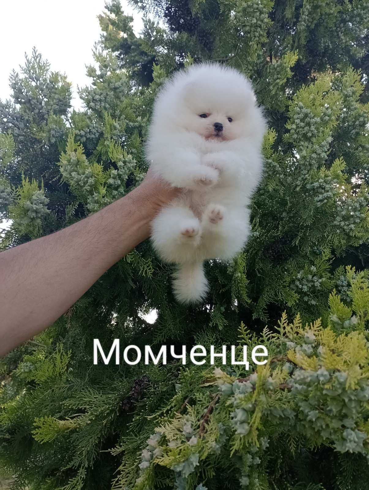 Бели Померани. Реални снимки!