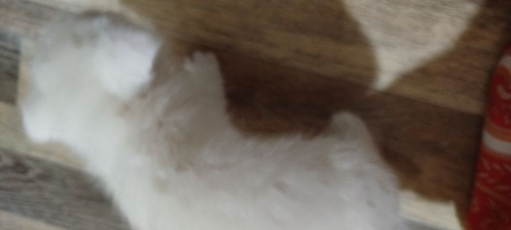 Mushuk bolachasi sotilari Scottish fold qiz bola