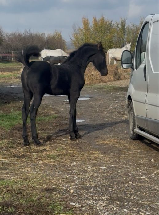 De vanzare manza frizian