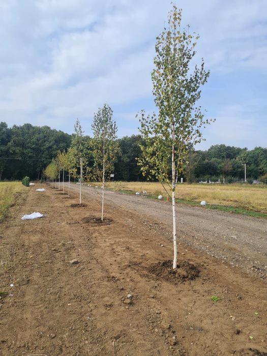 Vand copaci ornamentali platan-tei-mesteacan