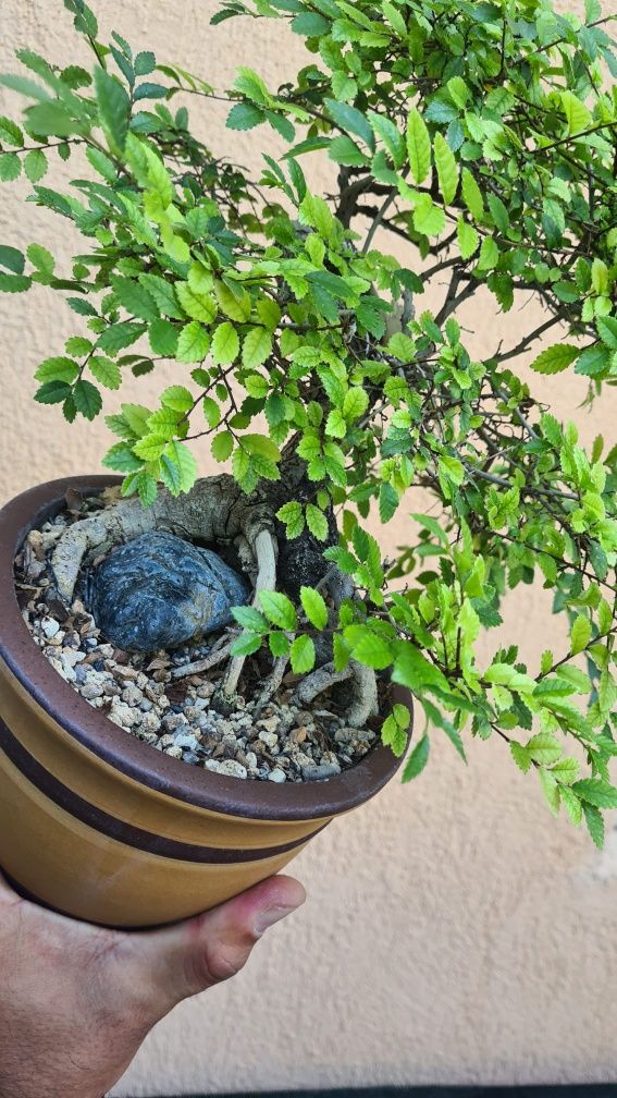 Bonsai Ulm Chinezesc