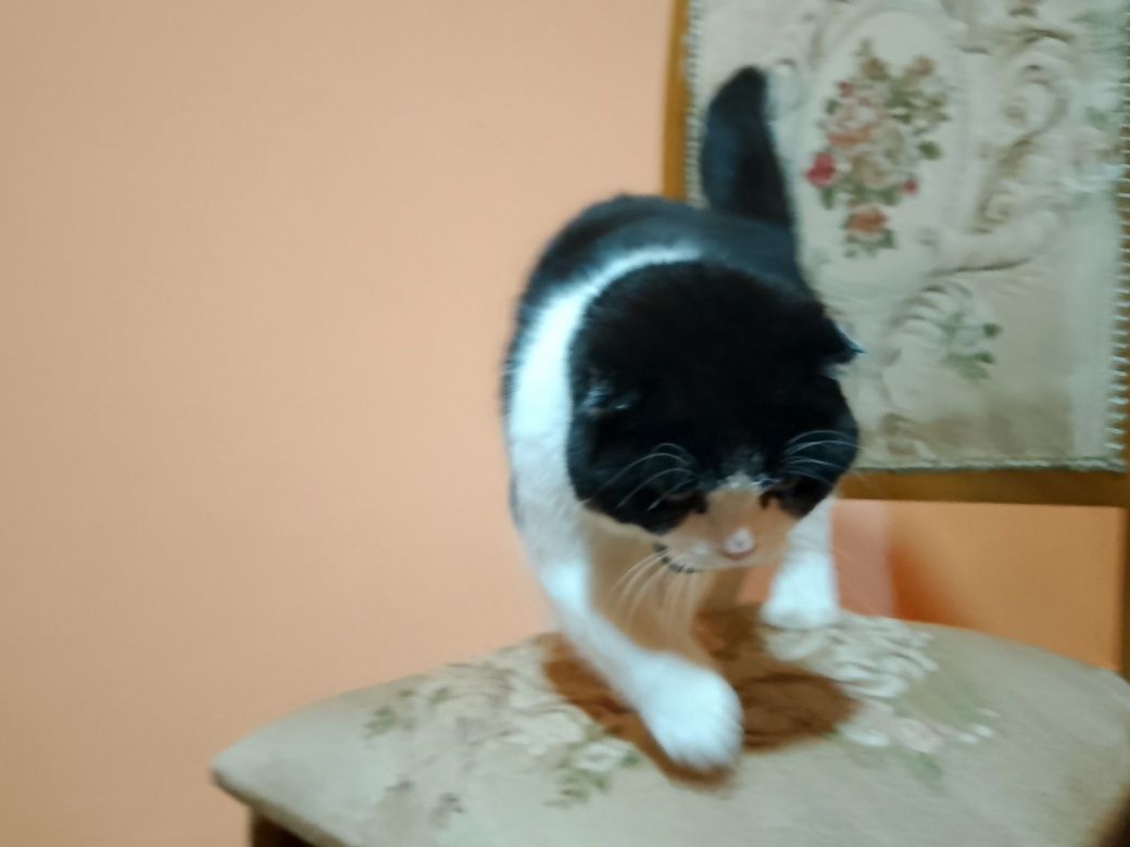 Вяска мушук самец, скотиш фолд