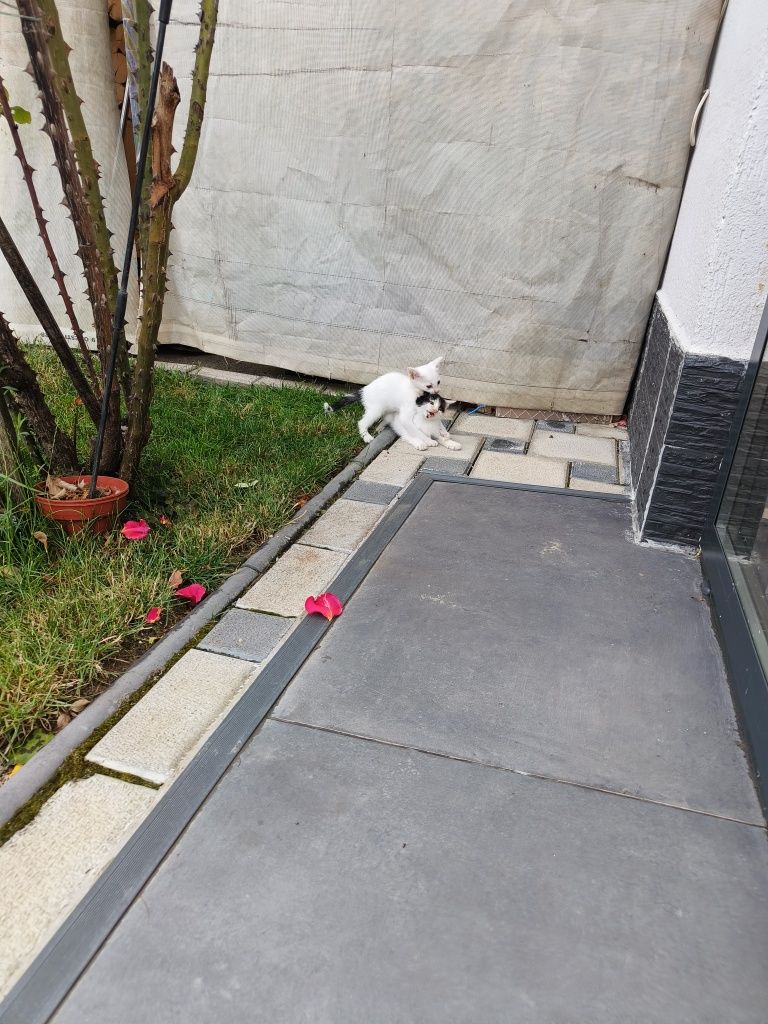 Cedez pui pisica