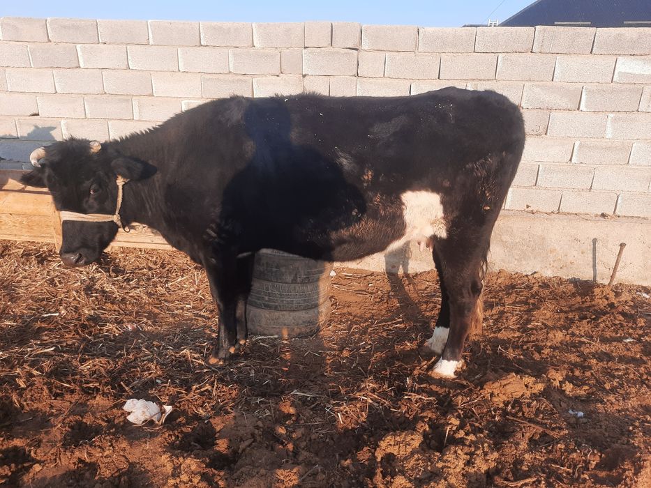 Бордақы сиыр сатылады