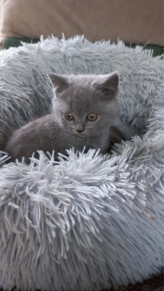 Британский котенок