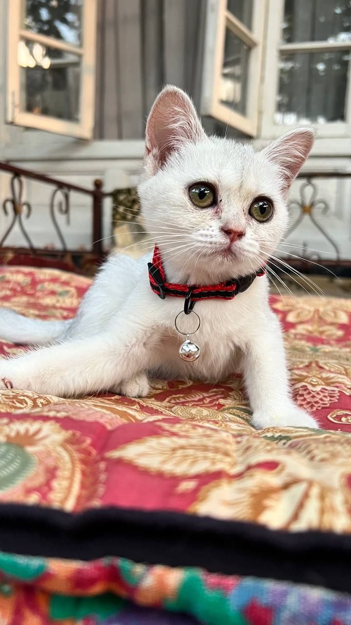 Serebristiy shinshila sotiladi
