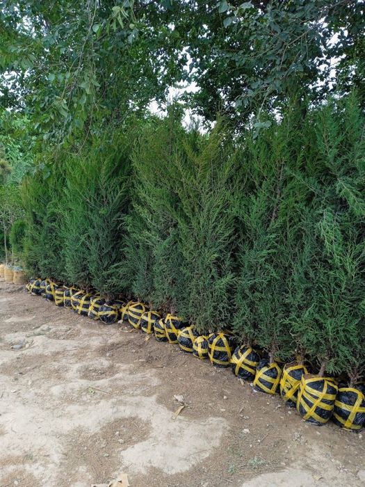 Majvenik archa sotiladi