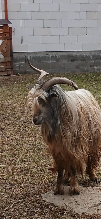 Vând țap de reproducere 3ani