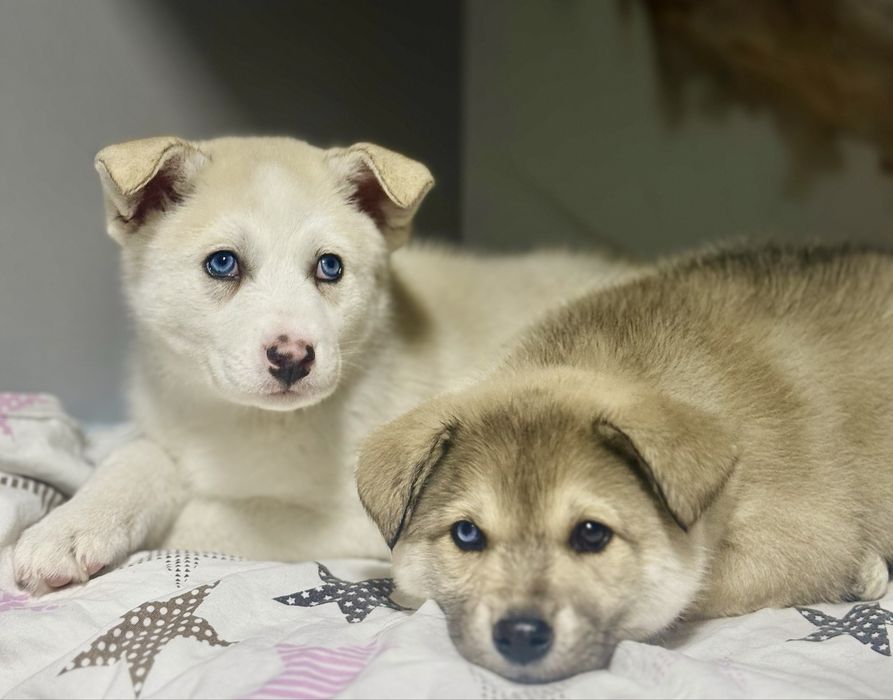 Продаються Девочки Хаски