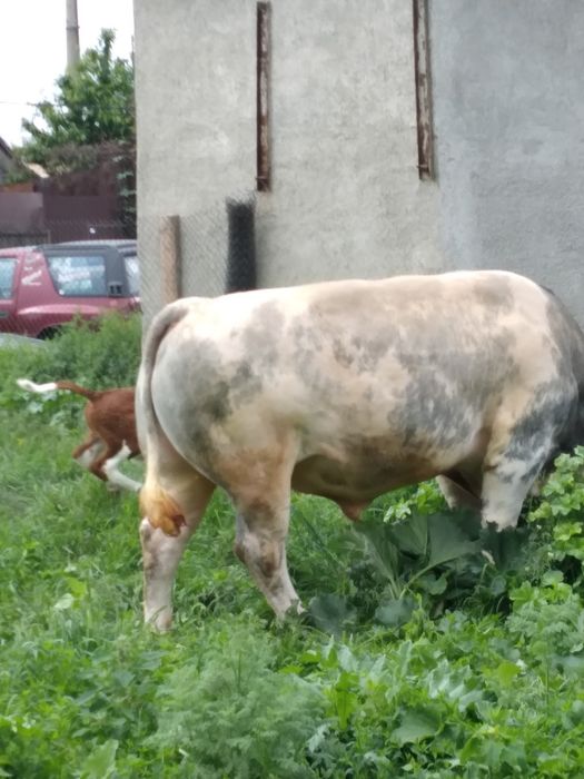 De vanzare taur belgian 2 ani