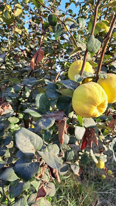 Behi nihollari sotiladi . продаются ростки айвы