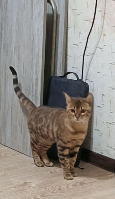 Бенгальская кошка