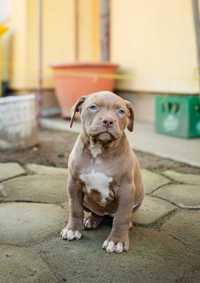 Vand American Bully XL