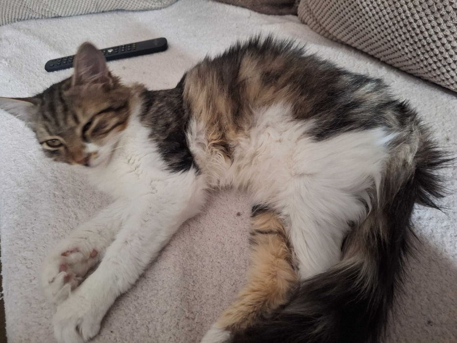 Подарявам котета