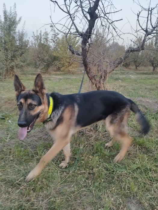 Чистокровный Авчарка Кобель 8 месяц