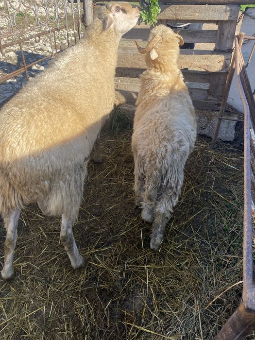 Vând berbeci, negociabil