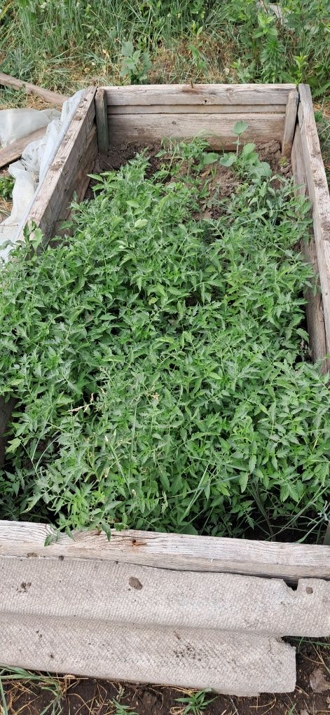 Продам помидоры рассаду ,разные сортов,