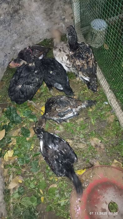 Дакан жужала 2 ойдан 3 ойгачен