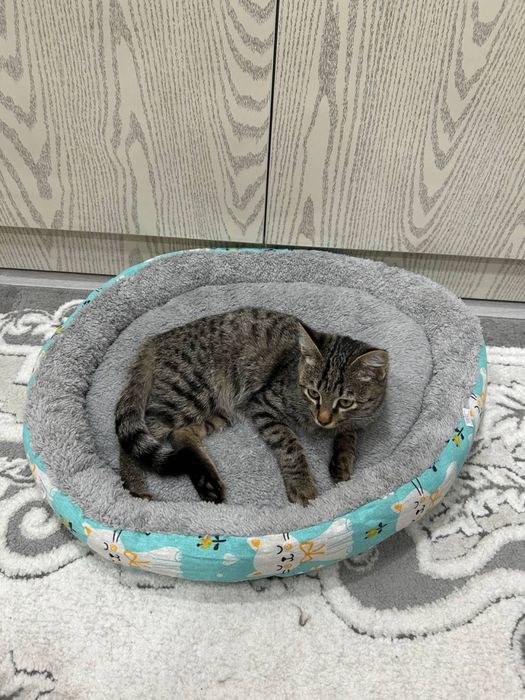 Отдам котенка в добрые и заботливые руки!