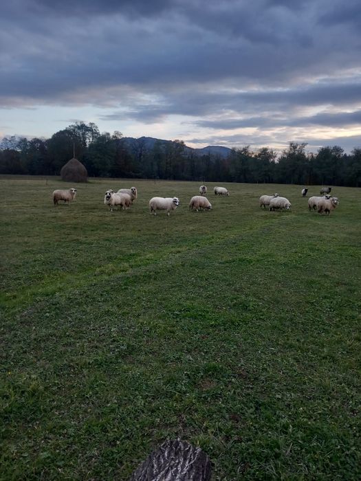 Vând 15 oi și un berbec