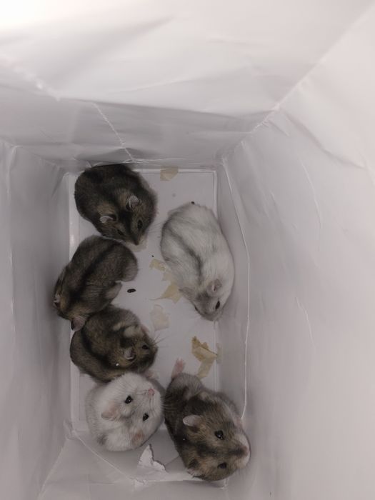 Vand Hamster pitic