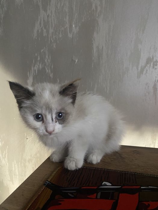 котенок в добрые руки