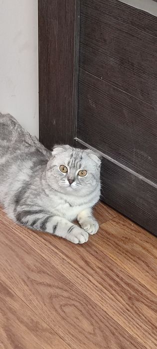 Шотландская вислоухая кошечка, СРОЧНО