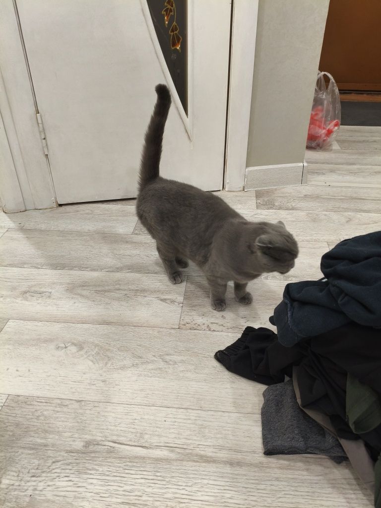 Отдам кошку вислоухую