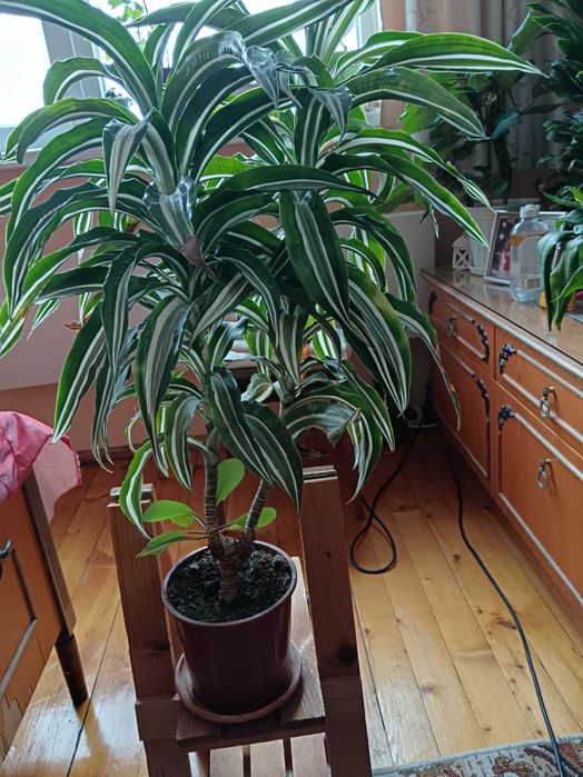 драцена фрагранс