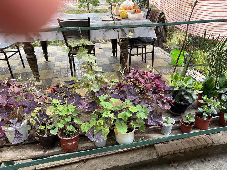 Денежный цветок. Хонаки гул. Тез усади ва купаяди