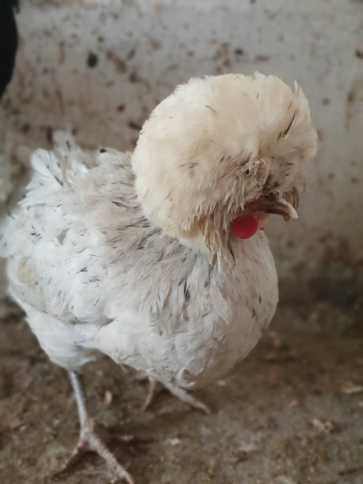 Vând motata olandeză