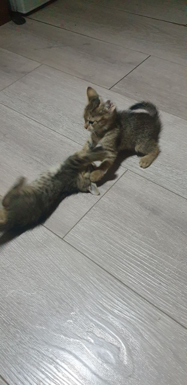 Отдам котят в хорошие руки